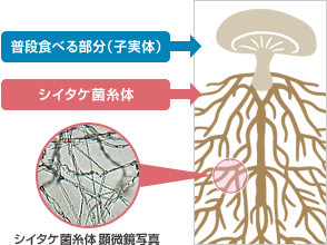 シイタケ菌糸体とは 小林製薬の免疫研究